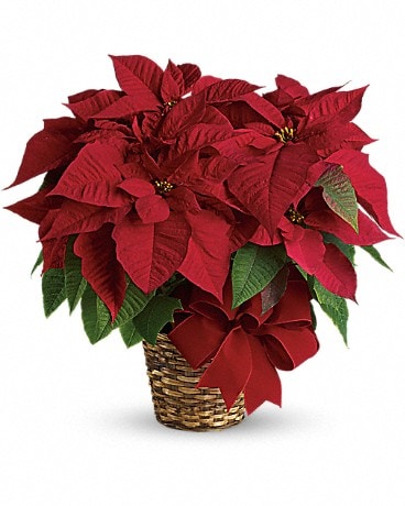 Red Poinsettia Bouquet