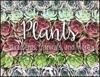 Plants